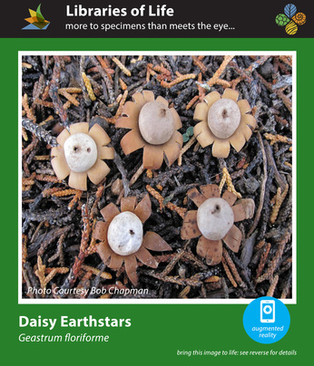 Earthstar Fungus Work Bib – Cactaceae Storeiencius