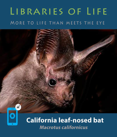 leaf nosed bat